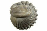Wide Enrolled Flexicalymene Trilobite - Mt Orab, Ohio #329751-2